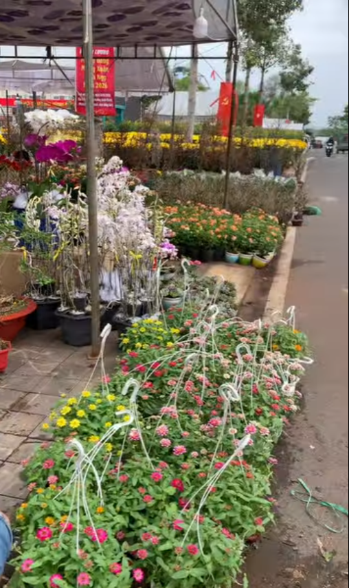 Chợ hoa đồng xoài